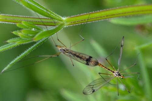 Nephrotoma quadrifaria
